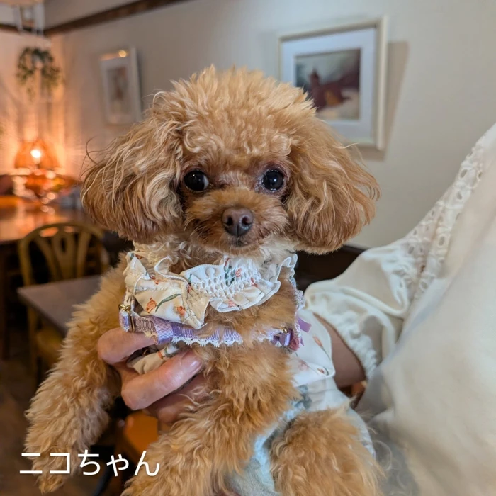 画像339