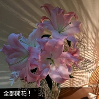画像350