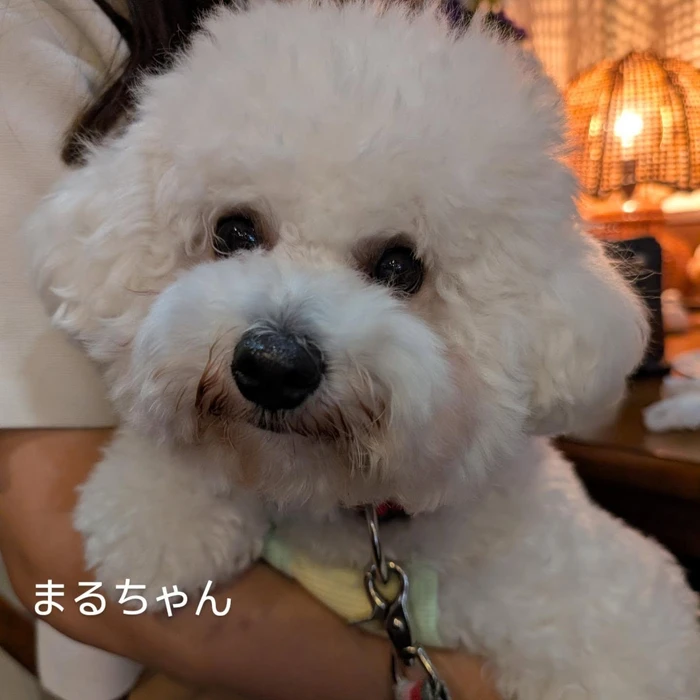 画像384