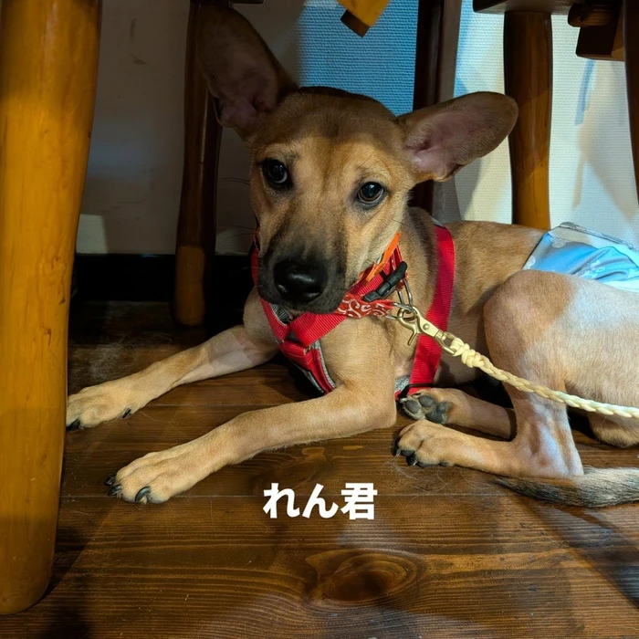 画像456